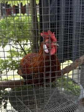 A chicken inside the cage at the yard Stock Photos