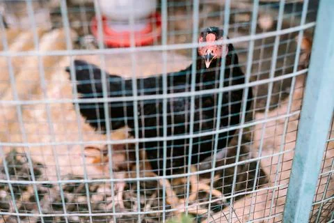 A chicken inside a wire cage, showcasing a close-up view of its natural sur.. Stock Photos