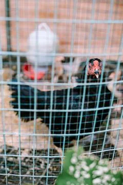A chicken inside a wire cage, showcasing a close-up view of its natural sur.. Stock Photos