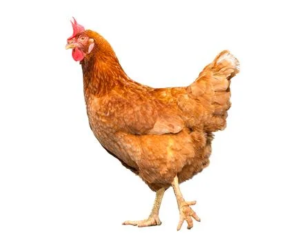 Chicken isolate on white background Stock Photos