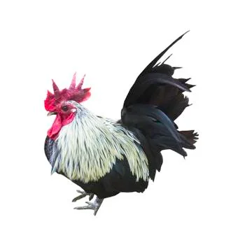 Chicken isolated Stock Photos