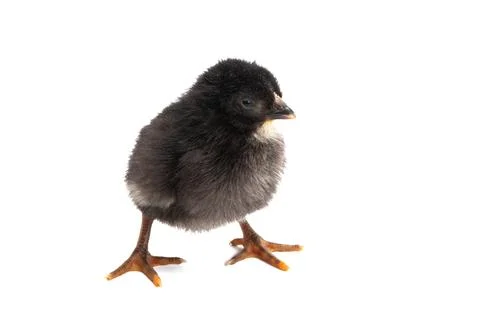 Chicken isolated Stock Photos