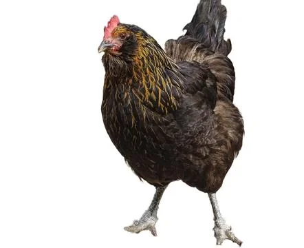 Chicken isolated on white background Stock Photos