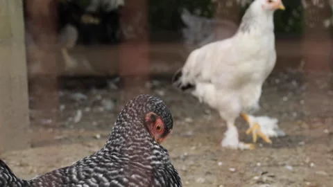 A chicken itches it's feathers. Stock Footage 148058246