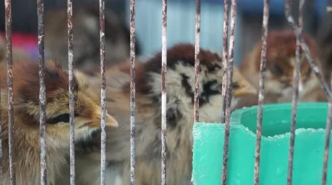 The chicken is kept in a cage and is fluffy. Stock Footage 50227530