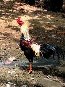 Chicken is known to have a large Stock Photos