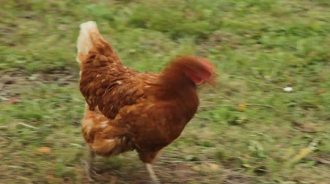Chicken on the lawn 02 Stock Footage 44219534