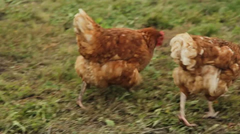 Chicken on the lawn Stock Footage 44219485