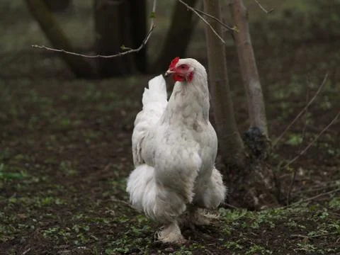 Chicken layer Stock-Fotos