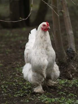 Chicken layer Stock Photos