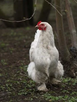 Chicken layer Stock Photos