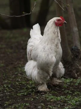 Chicken layer Stock Photos