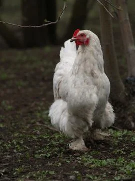 Chicken layer Stock Photos