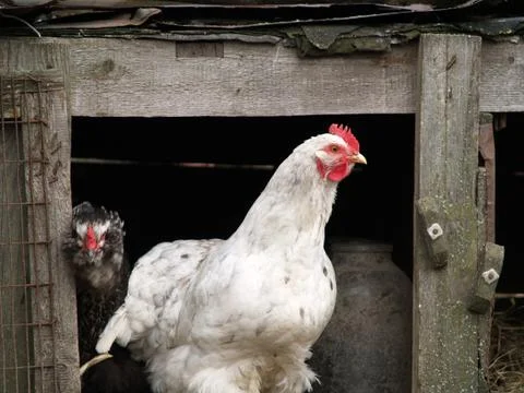 Chicken layer Stock Photos