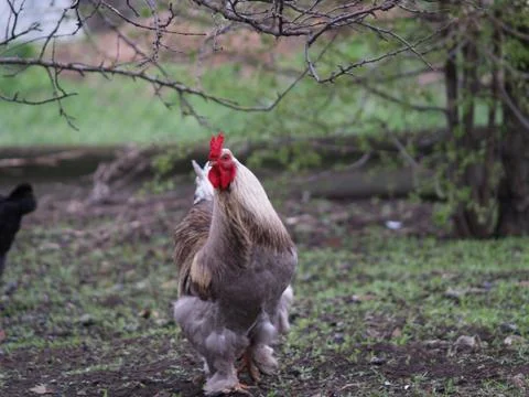 Chicken layer Stock Photos