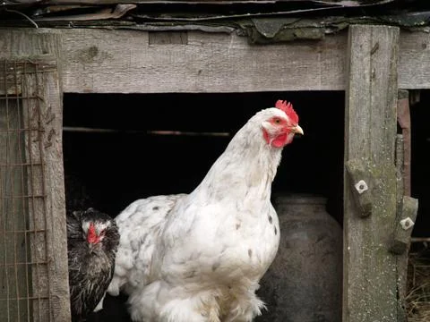 Chicken layer Stock Photos