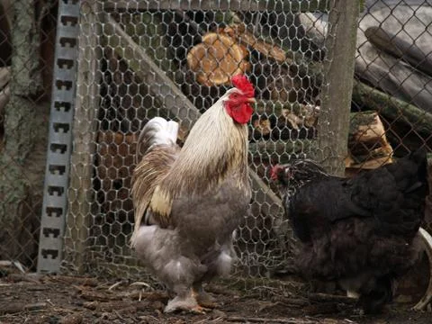 Chicken layer Stock-Fotos