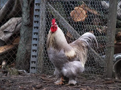 Chicken layer Stock Photos