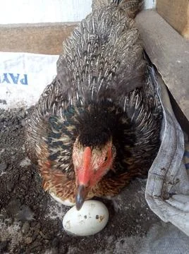 Chicken laying egg Stock Photos