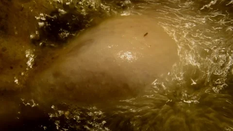 Chicken leg is being boiled Stock Footage 273122345