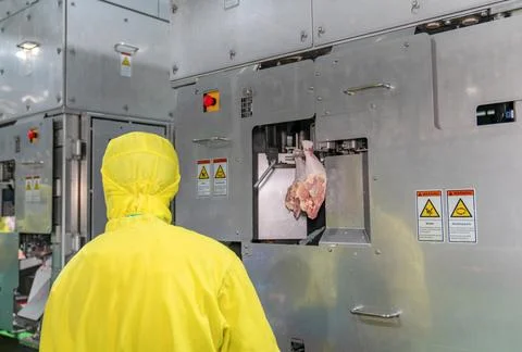 Chicken leg loading on auto remove bone machine. Stock Photos