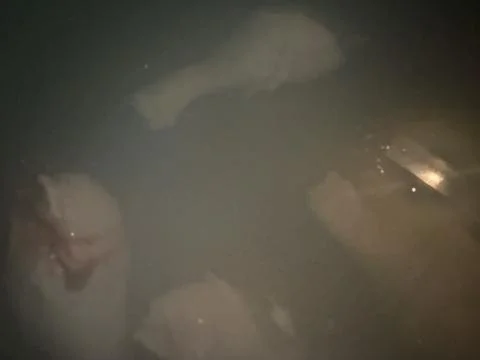 Chicken Legs Boiling in Water Surface Detail Stock Photos