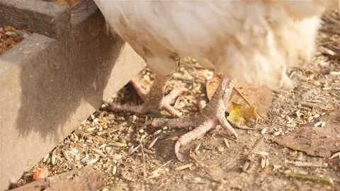 Chicken legs. Close-up Stock Footage 101053902