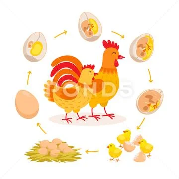 Chicken life cycle, embryo development from egg to hatching chicken ...