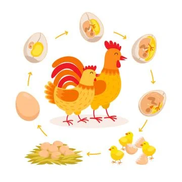 Chicken life cycle, embryo development from egg to hatching chicken. Cute hen Stock-Illustration