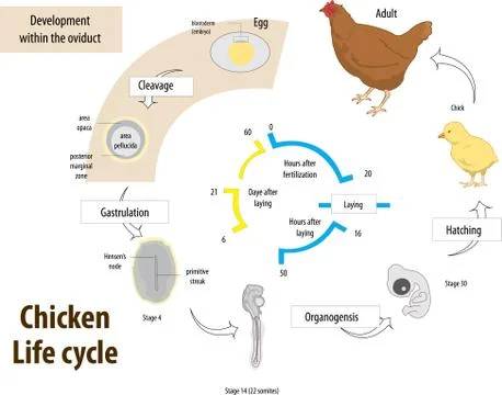 Chicken LifeCycle Stock Illustration