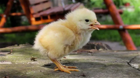 Chicken little one Stock Footage 50769386