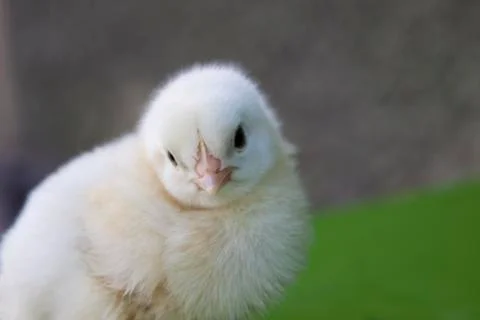 Chicken little Stock Photos