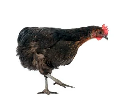 Chicken live Stock Photos