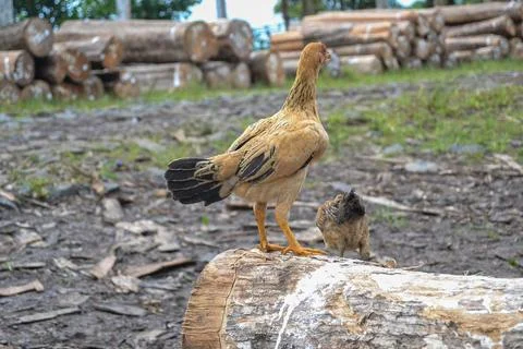 Chicken on a Log Stock Photos
