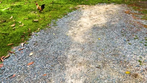 Chicken looked at camera with suspicious eye on yard compound of a monastery Stock Footage 313980017