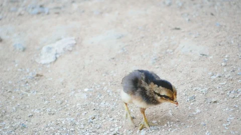 Chicken looking and walking on the ground Stock Footage 102406599