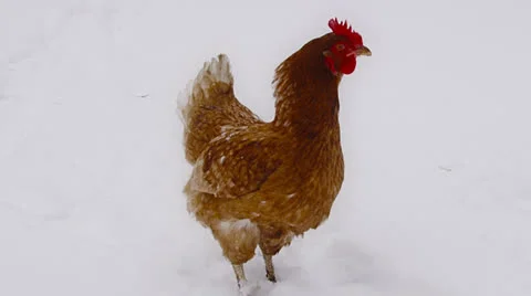 Chicken looking around, winter time. Stock Footage 22564768