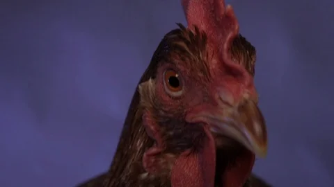 Chicken looking at camera close up with eyes Stock Footage 124824711