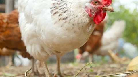 Chicken is looking into the camera. Close-up Stock Footage 101027980