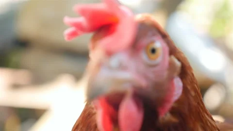 Chicken is looking at the camera. Close-up. Slow motion. Countryside Stock Footage 125673121