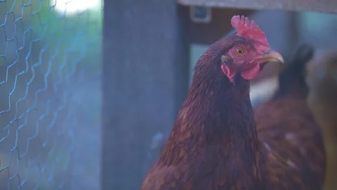 Chicken Looking at the Camera then Pecking the Ground Stock Footage 94877817