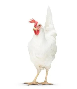 Chicken looking close to the floor. Stock Photos