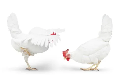 Chicken looking close to the floor. Stock Photos