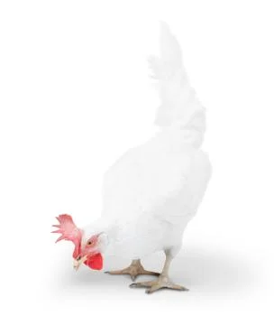 Chicken looking close to the floor. Stock Photos