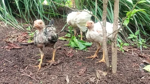 Chicken looking for food Stock Footage 221046565