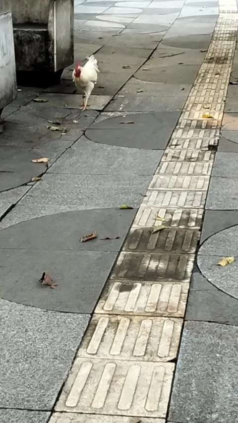 Chicken Looking for Food on the Sidewalk Stock Footage 316744407