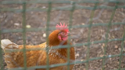 Chicken looking out from behind wire mesh 스톡 동영상 123007301