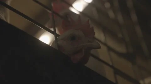 Chicken Looking Through Cage In Chicken Farm Stock Footage 231500486