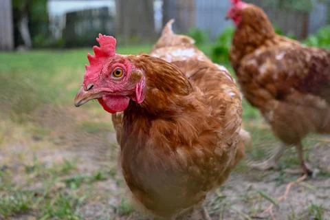 Chicken looking through the fence Stock Photos