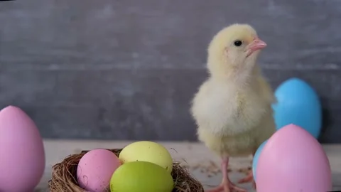 The chicken looks into the camera against the background of colored Easter eggs Stock Footage 165278699